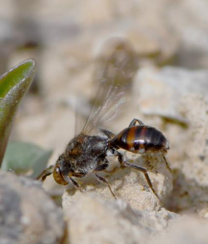 Nomada (furva)